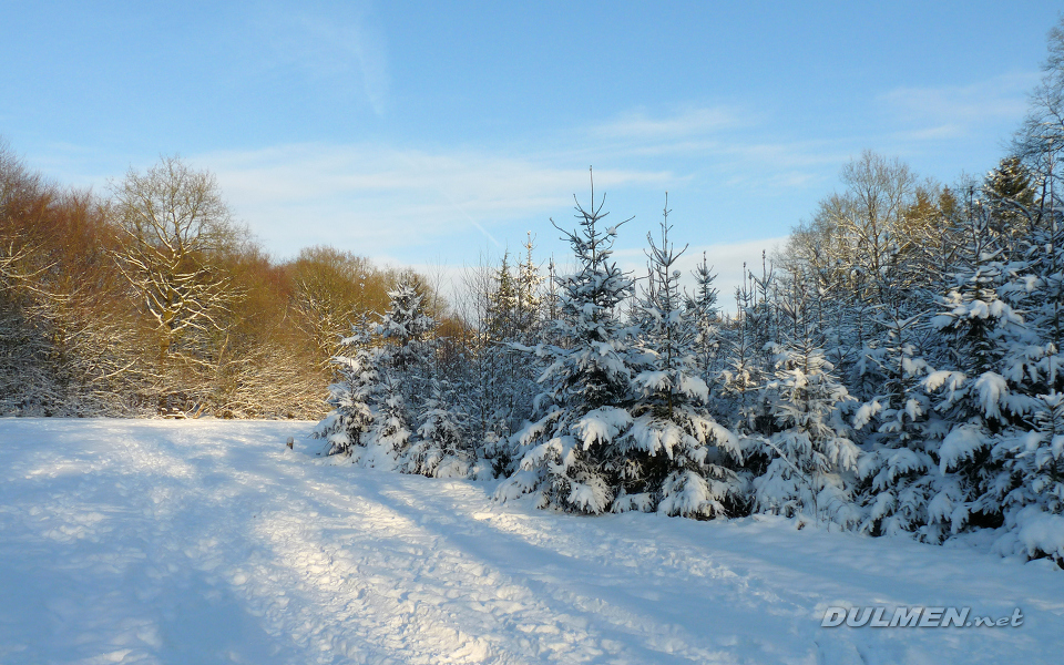 Snowy Pines